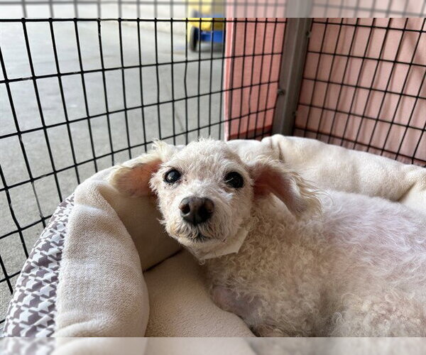 Medium Photo #2 Maltese Puppy For Sale in Rancho Cucamonga, CA, USA