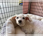 Small #1 Maltese
