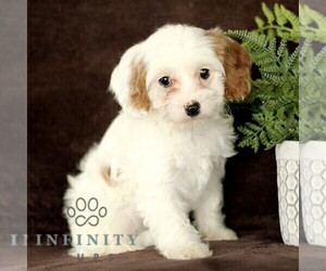 Cavapoo Puppy for sale in BIRD IN HAND, PA, USA