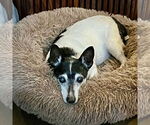 Small #4 Rat Terrier