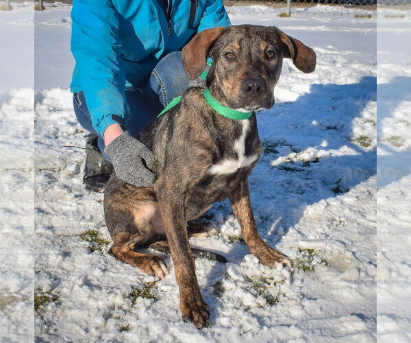 Medium Photo #4 Catahoula Leopard Dog-Labrador Retriever Mix Puppy For Sale in Huntley, IL, USA