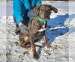 Small #3 Catahoula Leopard Dog-Labrador Retriever Mix