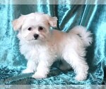 Small #1 Maltese