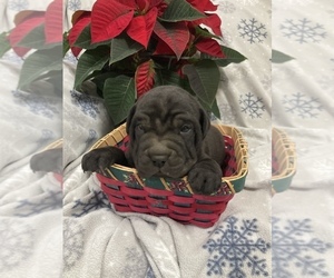 Chinese Shar-Pei-Labrador Retriever Mix Puppy for sale in EDINA, MO, USA