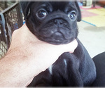 Small Photo #5 Pug Puppy For Sale in BULLARD, TX, USA