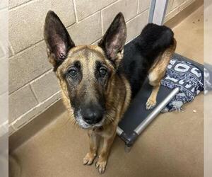 German Shepherd Dog Dogs for adoption in Martinez, CA, USA