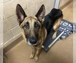 IGOR - Male German Shepherd Dog Dog for Adoption - Small photo