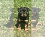 Small #8 Rottweiler