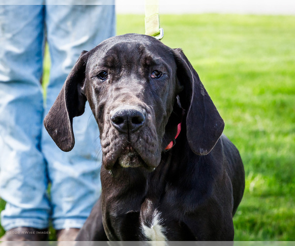 Medium Photo #2 Great Dane Puppy For Sale in WAKARUSA, IN, USA