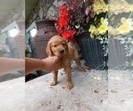 Small Photo #8 Golden Retriever Puppy For Sale in GREENWOOD, WI, USA