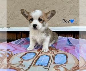 Pembroke Welsh Corgi Puppy for sale in TRACY, CA, USA