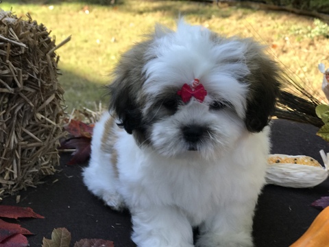Medium Photo #3 Mal-Shi Puppy For Sale in BUFORD, GA, USA