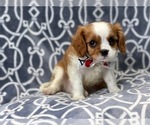 Small Photo #13 Cavalier King Charles Spaniel Puppy For Sale in LAKELAND, FL, USA