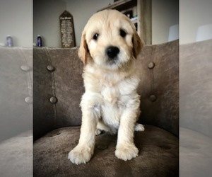 Goldendoodle (Miniature) Puppy for sale in WOODLAND, WA, USA