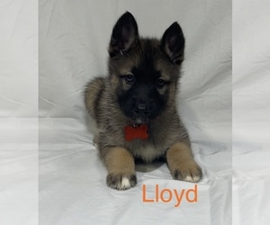 German Shepherd Dog-Siberian Husky Mix Puppy for sale in WEST PLAINS, MO, USA