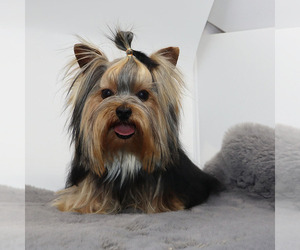 Yorkshire Terrier Puppy for sale in LOS ANGELES, CA, USA