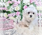 Small Photo #99 Maltese Puppy For Sale in HAYWARD, CA, USA