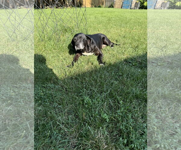 Medium Photo #3 Labrador Retriever-Unknown Mix Puppy For Sale in Plainfield, IL, USA