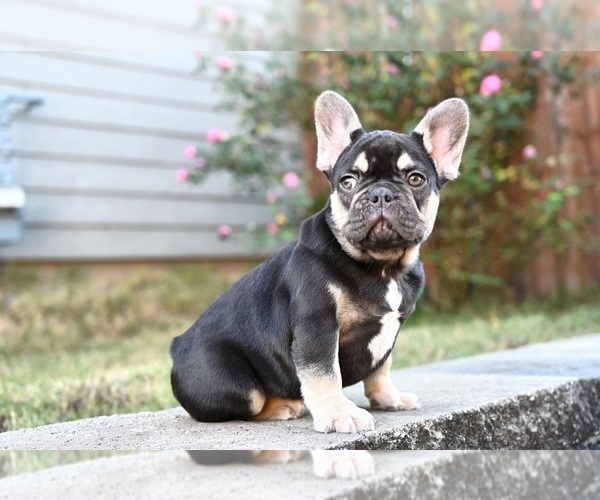 Medium Photo #7 French Bulldog Puppy For Sale in DECATUR, GA, USA
