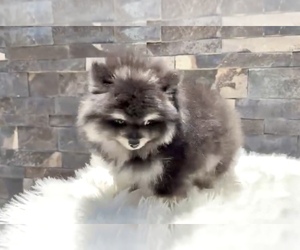 Pomeranian Puppy for sale in BEVERLY HILLS, CA, USA