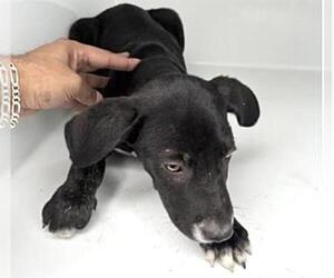 Mutt Dogs for adoption in Houston, TX, USA