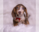 Small Photo #97 Dachshund Puppy For Sale in WARSAW, IN, USA
