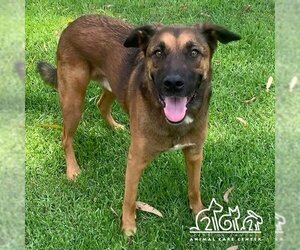 German Shepherd Dog-Unknown Mix Dogs for adoption in Irvine, CA, USA