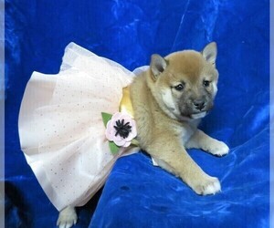 Shiba Inu Puppy for sale in NORWOOD, MO, USA