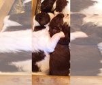 Small Photo #9 English Springer Spaniel Puppy For Sale in LEWISBERRY, PA, USA