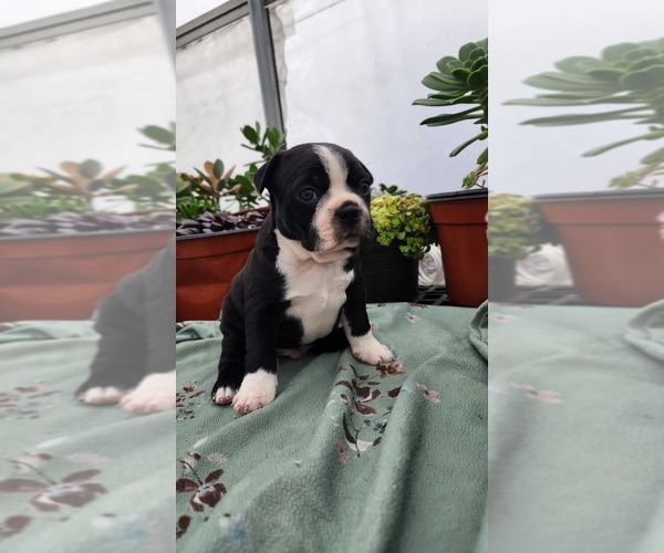 Medium Photo #1 Boston Terrier Puppy For Sale in GREENWOOD, WI, USA