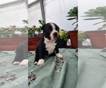 Puppy BennyBoy Boston Terrier