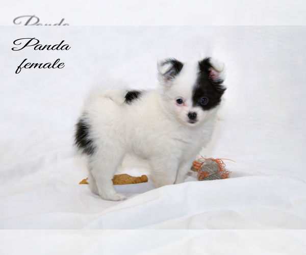 Medium Photo #7 Chiranian Puppy For Sale in CLARE, MI, USA