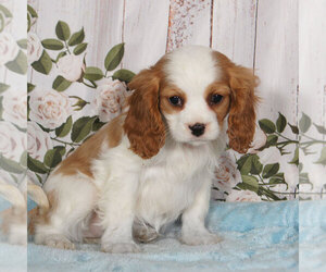 Cavalier King Charles Spaniel Puppy for sale in PENNS CREEK, PA, USA