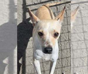 Chihuahua-Unknown Mix Dogs for adoption in Minneapolis, MN, USA