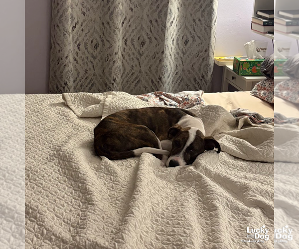 Medium Photo #3 Mutt Puppy For Sale in Washington, DC, USA