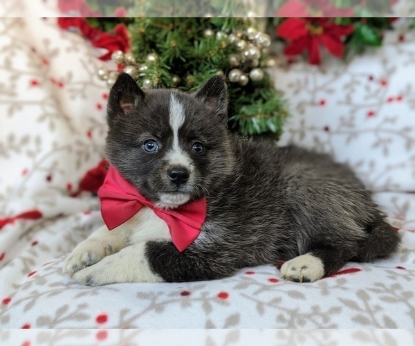 Medium Photo #2 Pomsky Puppy For Sale in EPHRATA, PA, USA