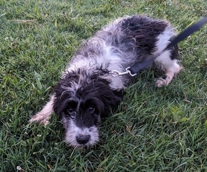 Medium Goldendoodle