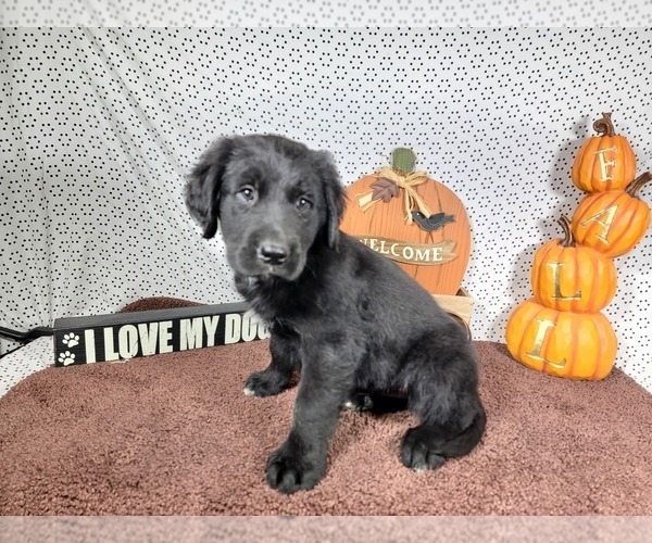 Medium Photo #9 Golden Mountain Dog Puppy For Sale in BLACK FOREST, CO, USA