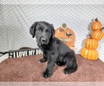 Small #8 Golden Mountain Dog