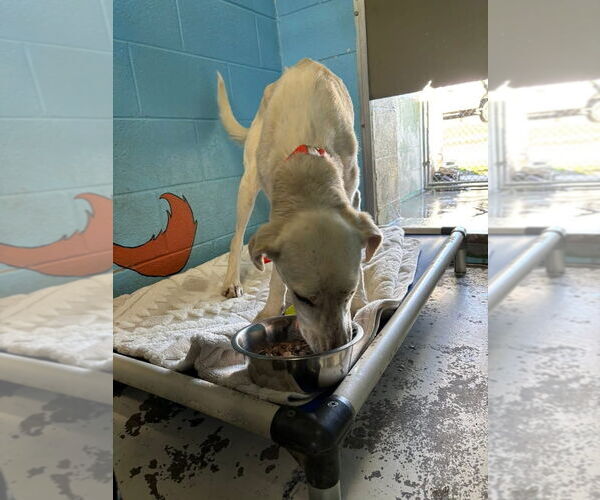 Medium Photo #4 Mutt Puppy For Sale in Rustburg, VA, USA