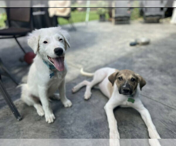 Medium Photo #3 Mutt Puppy For Sale in Andover, MN, USA