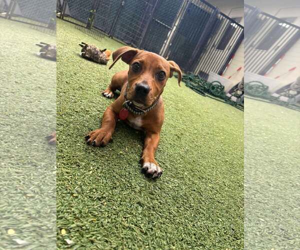 Medium Photo #3 Dachshund-Unknown Mix Puppy For Sale in Tempe , AZ, USA