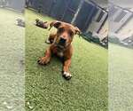 Small #2 Dachshund Mix