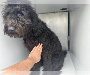 Labradoodle Dogs for adoption in Houston, TX, USA