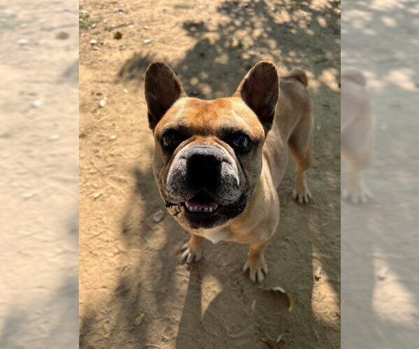Medium Photo #1 French Bulldog Puppy For Sale in Ojai, CA, USA