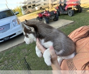 Siberian Husky Puppy for sale in BYHALIA, MS, USA