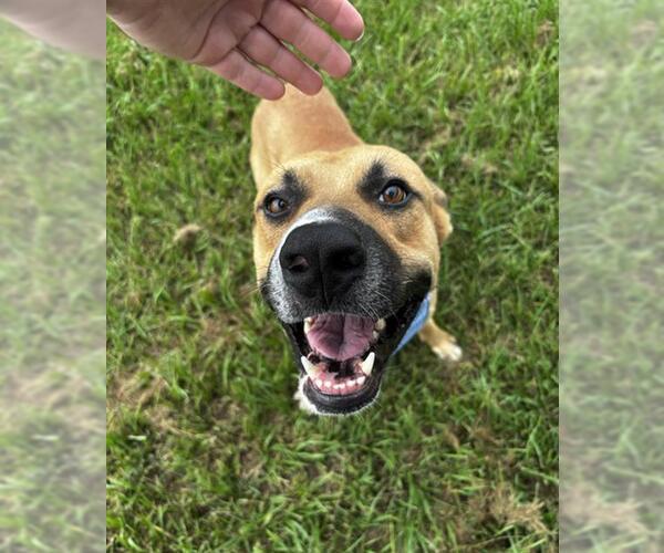 Medium Photo #2 Black Mouth Cur Puppy For Sale in Rosenberg, TX, USA
