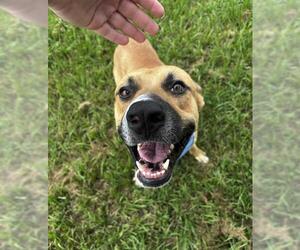 BEAR - Male Black Mouth Cur Dog for Adoption - Photo #2