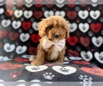 Small #3 Cavapoo (Miniature)