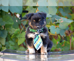 Small Photo #1 Miniature American Shepherd Puppy For Sale in BENTON CITY, WA, USA